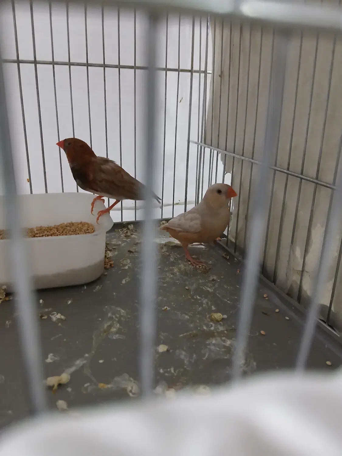 فنج اورنج|پرنده|فردیس, شهرک شهید حسینی|دیوار