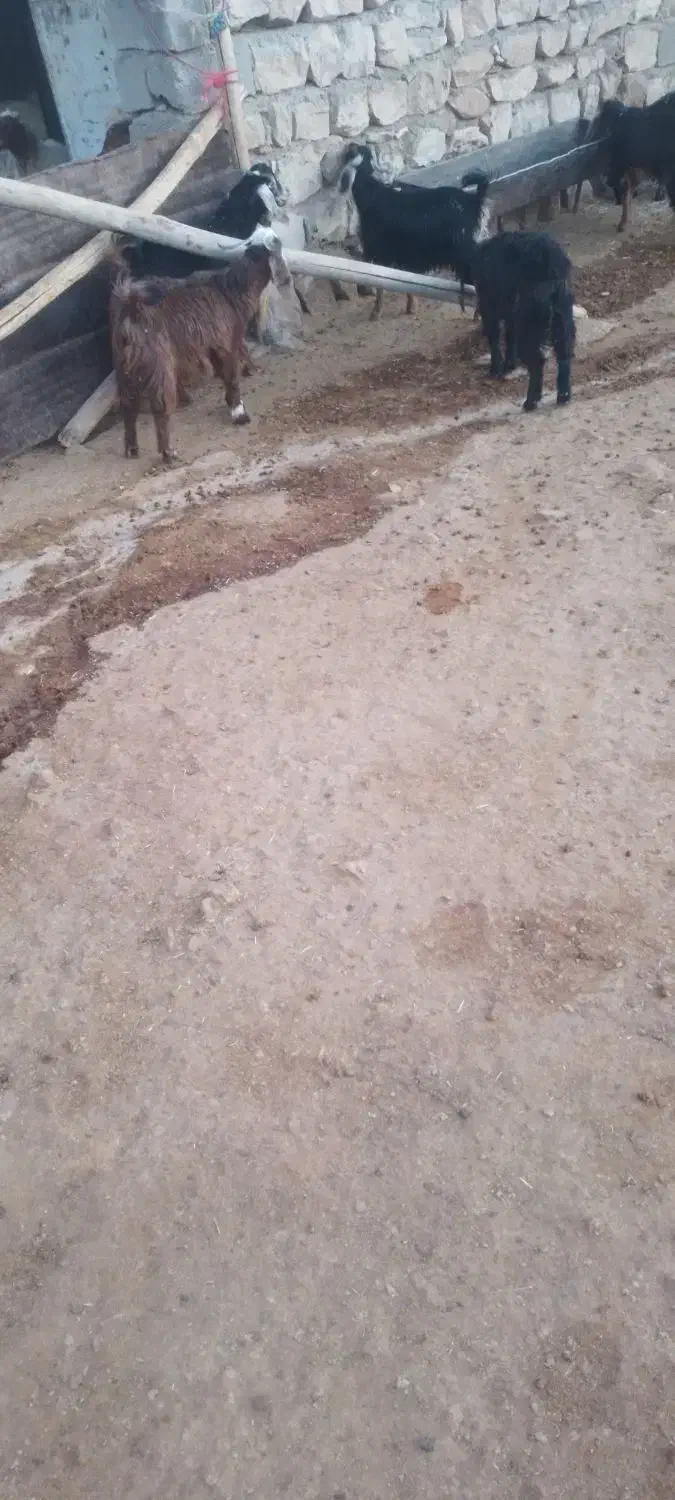 6 عدد تویشک|حیوانات مزرعه|زاگرس, |دیوار