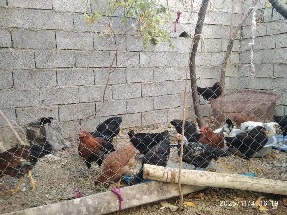 جوجه مرغ ۹ ماهه|حیوانات مزرعه|کوهرنگ, |دیوار