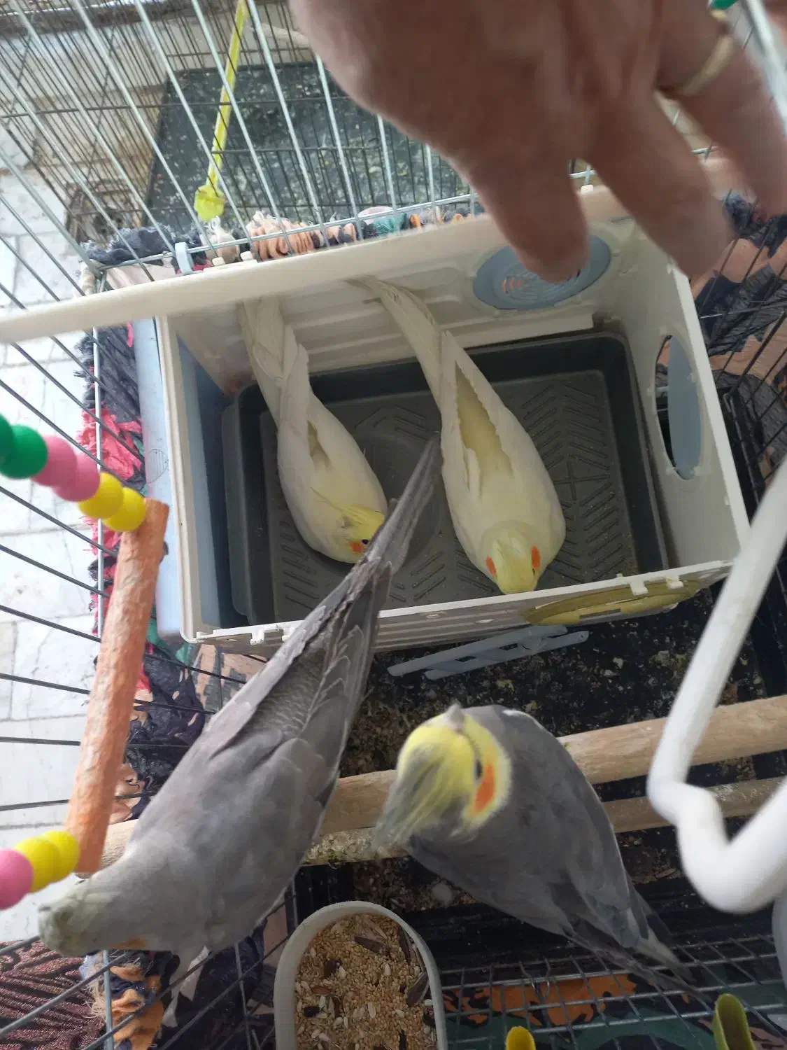 عروس هلندی|پرنده|قم, سید معصوم|دیوار