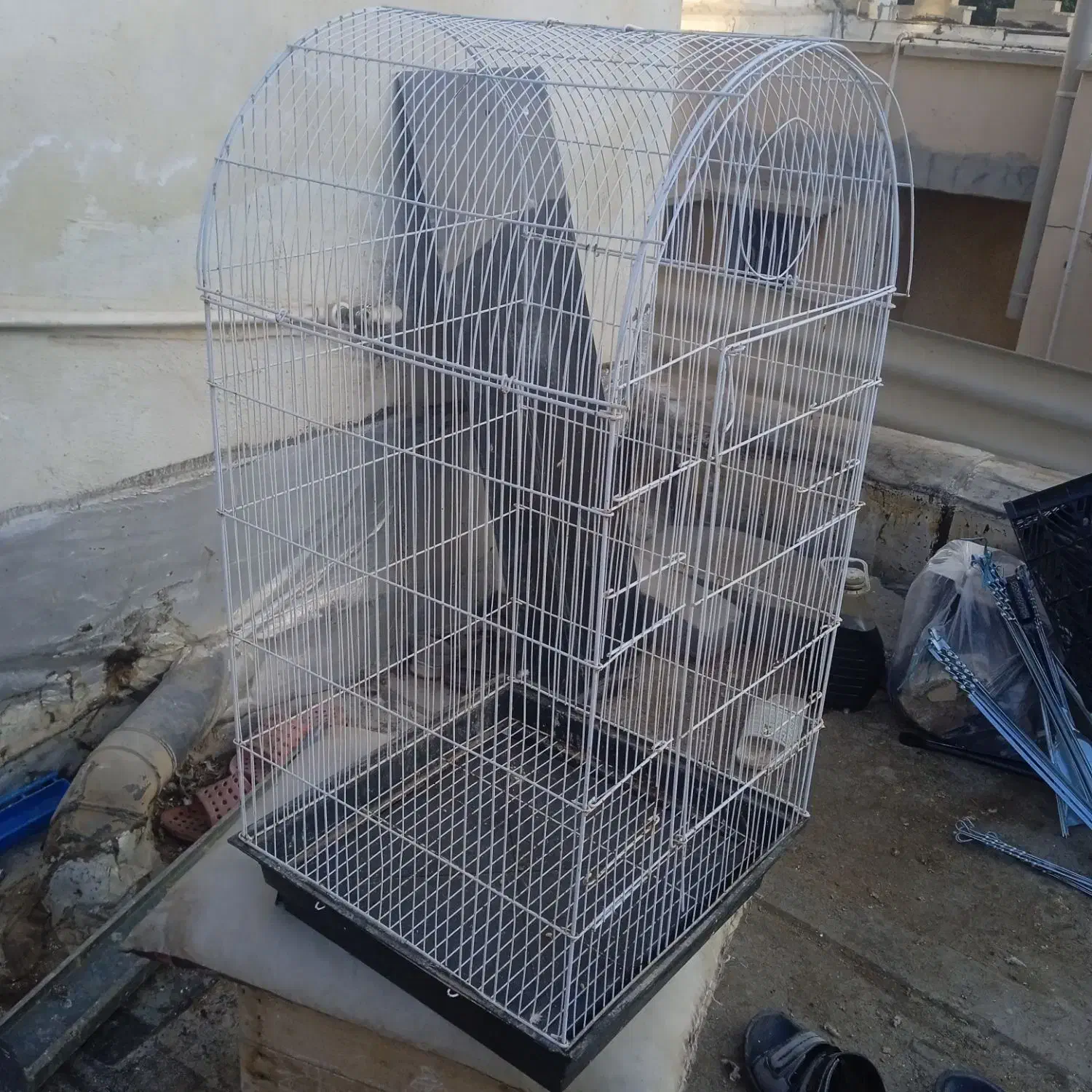 جفت لوتینو .قفس.کبوتر.لونه پرنده|پرنده|بوشهر, |دیوار