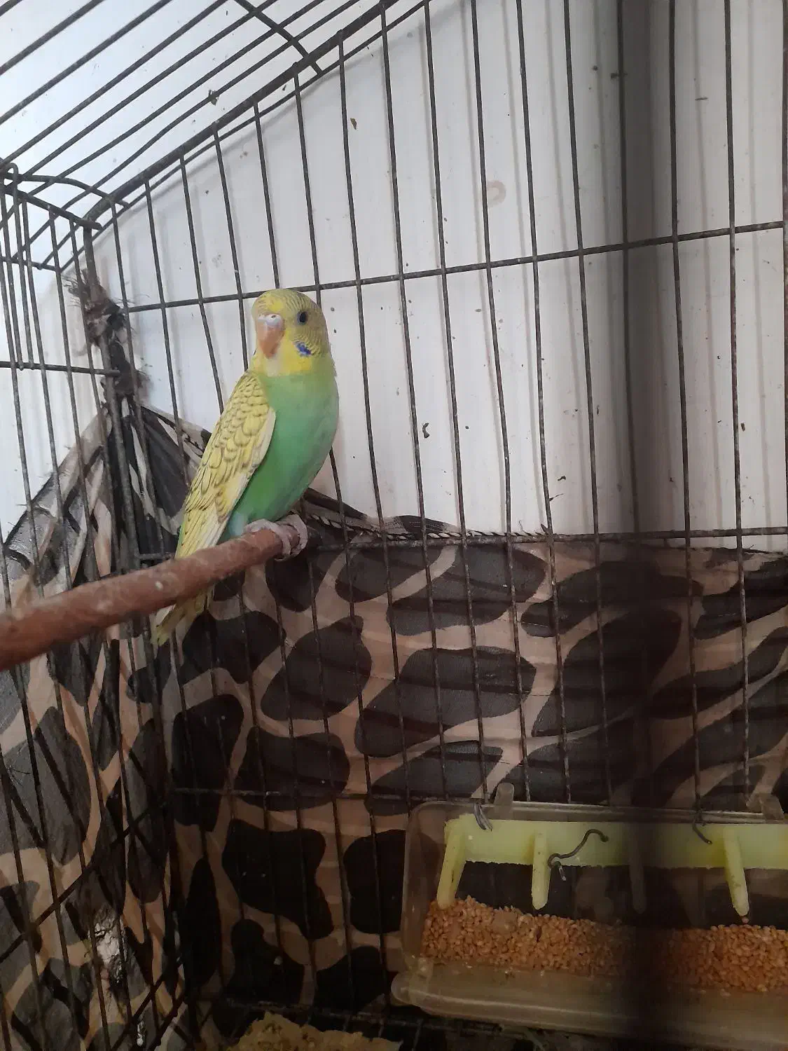 مرغ عشق ُسالم چلوندنی|پرنده|ساری, |دیوار