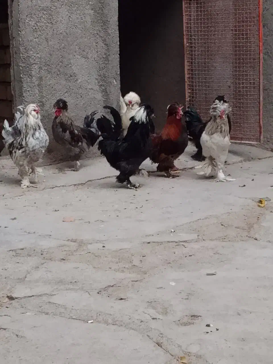 خروس با لغ جوان زینتی|پرنده|سلفچگان, |دیوار