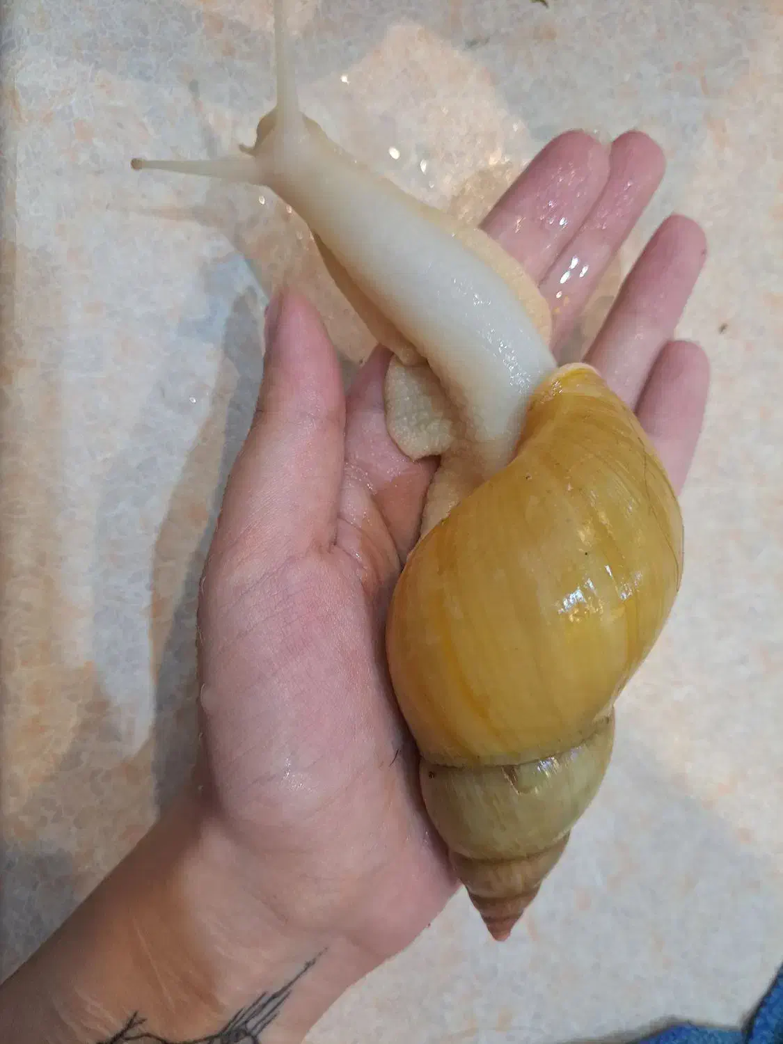 حلزون و خاویار حلزون|حیوانات مزرعه|لاهیجان, گلستان|دیوار