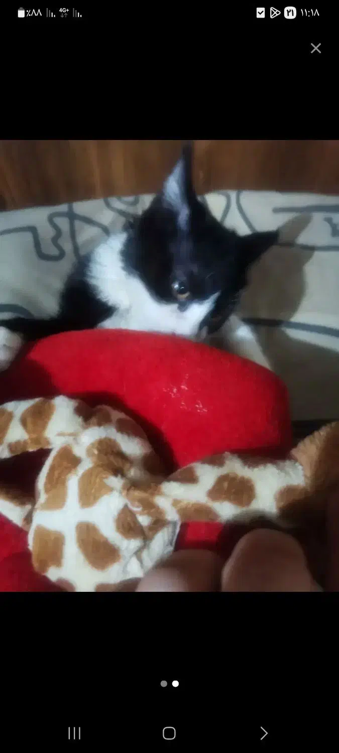 بچه گربه|گربه|همدان, |دیوار