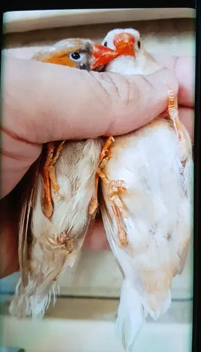 فنج کینگ|پرنده|بندرعباس, |دیوار