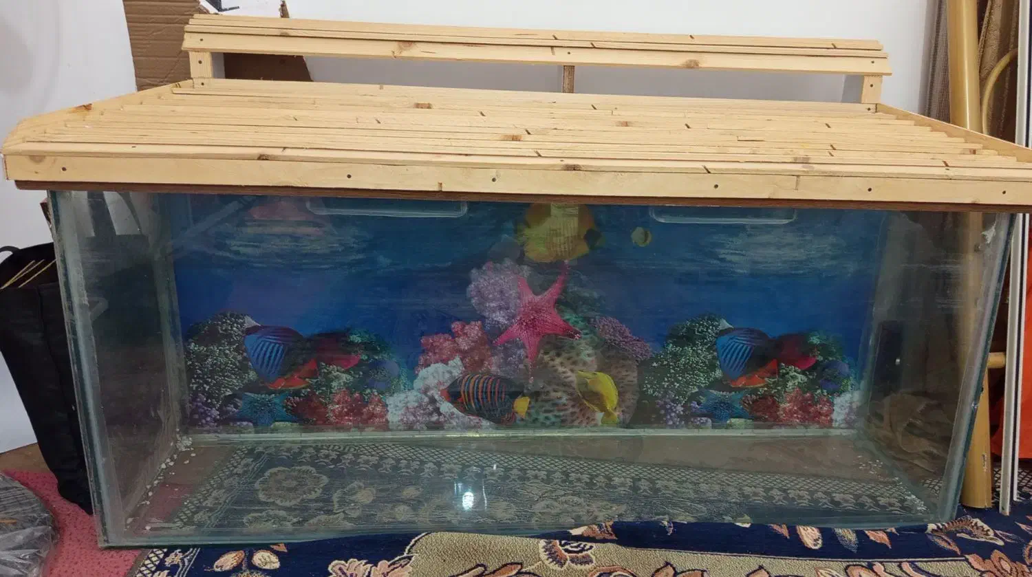 اکواریوم|ماهی|برازجان, |دیوار