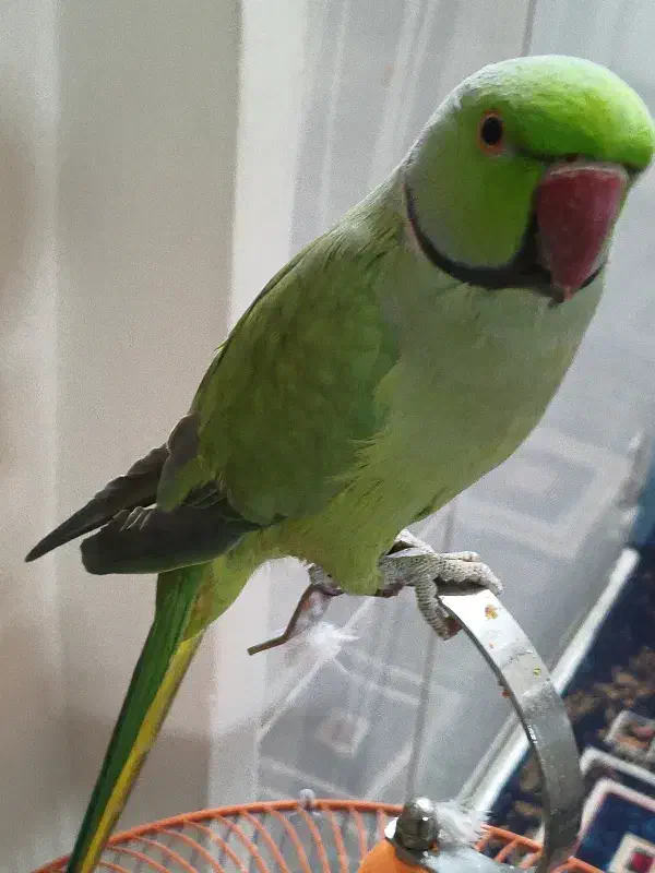 شاه طوطی|پرنده|تهران, شهرک طالقانی|دیوار