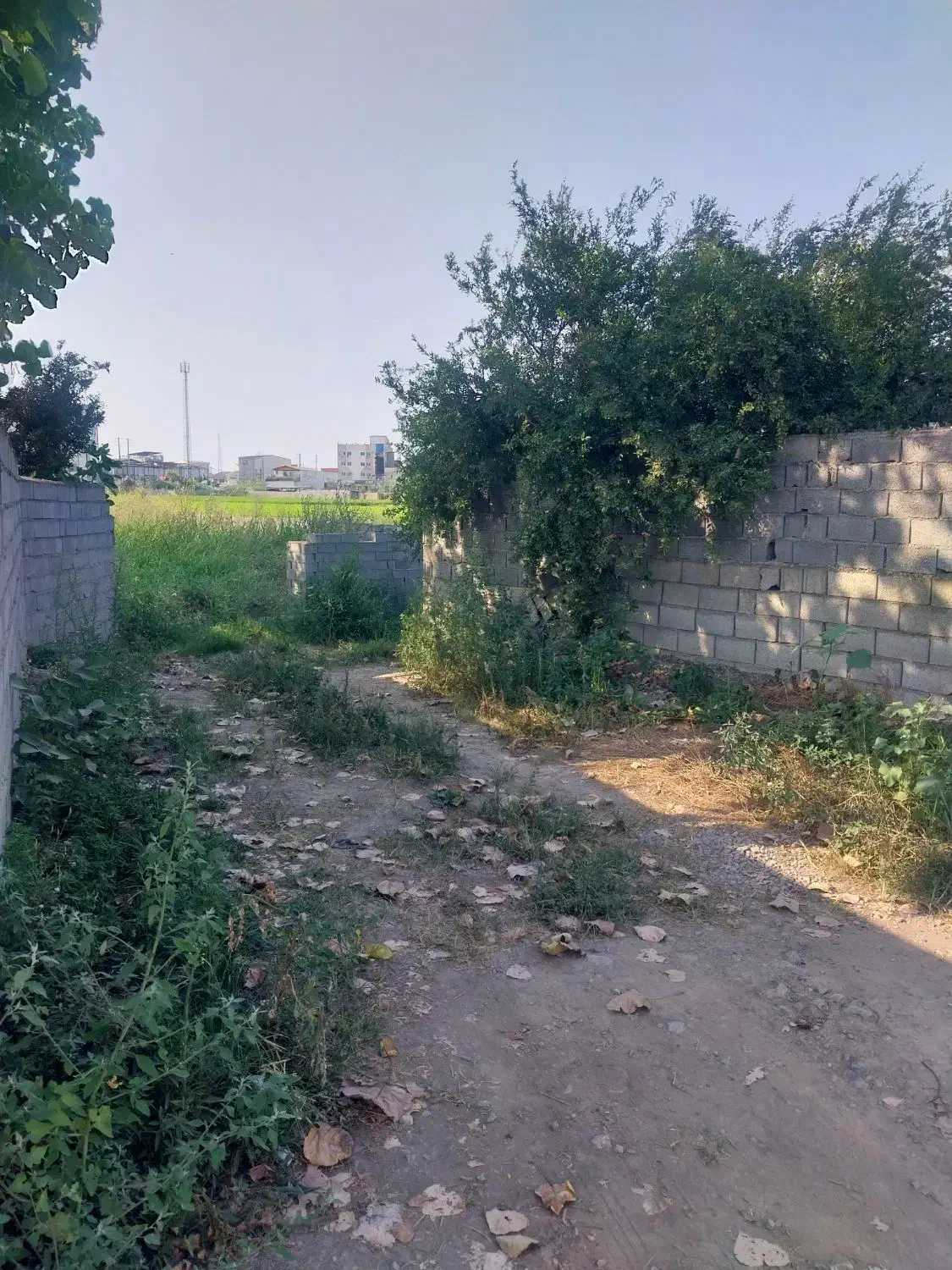 فروش فوری زمین  باغی|فروش زمین و ملک کلنگی|دابودشت, |دیوار