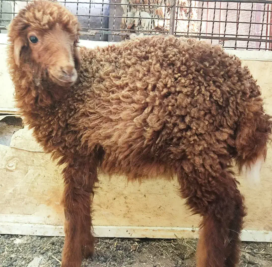 بز،بلوچی سه قلو زا با کهره نر،۳بره ماده|حیوانات مزرعه|وحدتیه, |دیوار