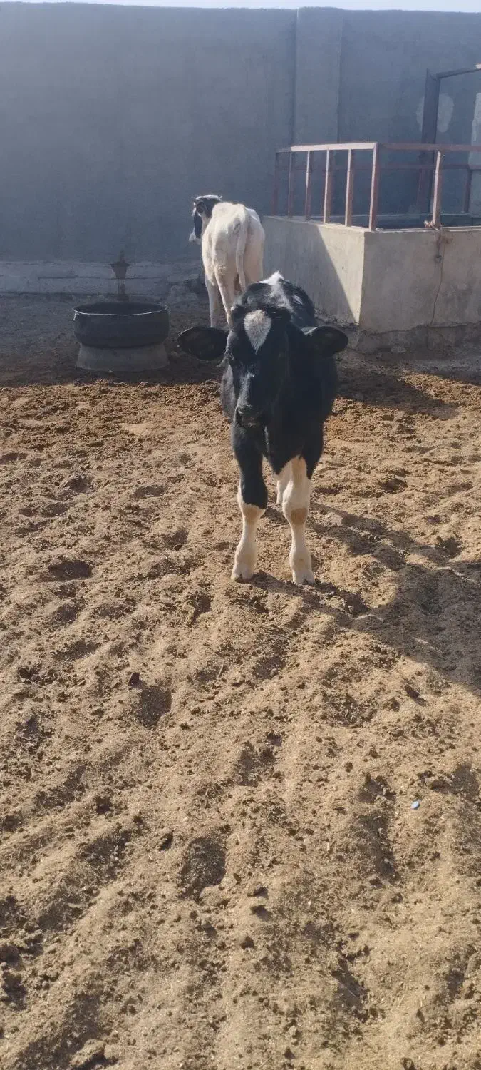 فروش انواع گوساله نر کوچک و بزرگ|حیوانات مزرعه|کرباسک, |دیوار