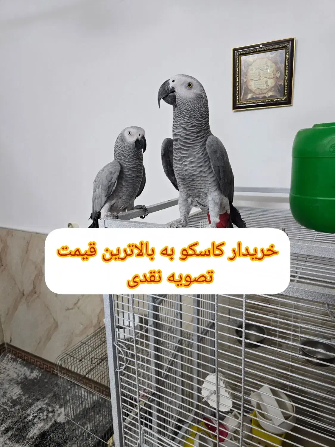 پرنده طوطی کاسکو راهب ردچیک مونچیک خورشیدی|پرنده|اصفهان, سعادت‌آباد|دیوار