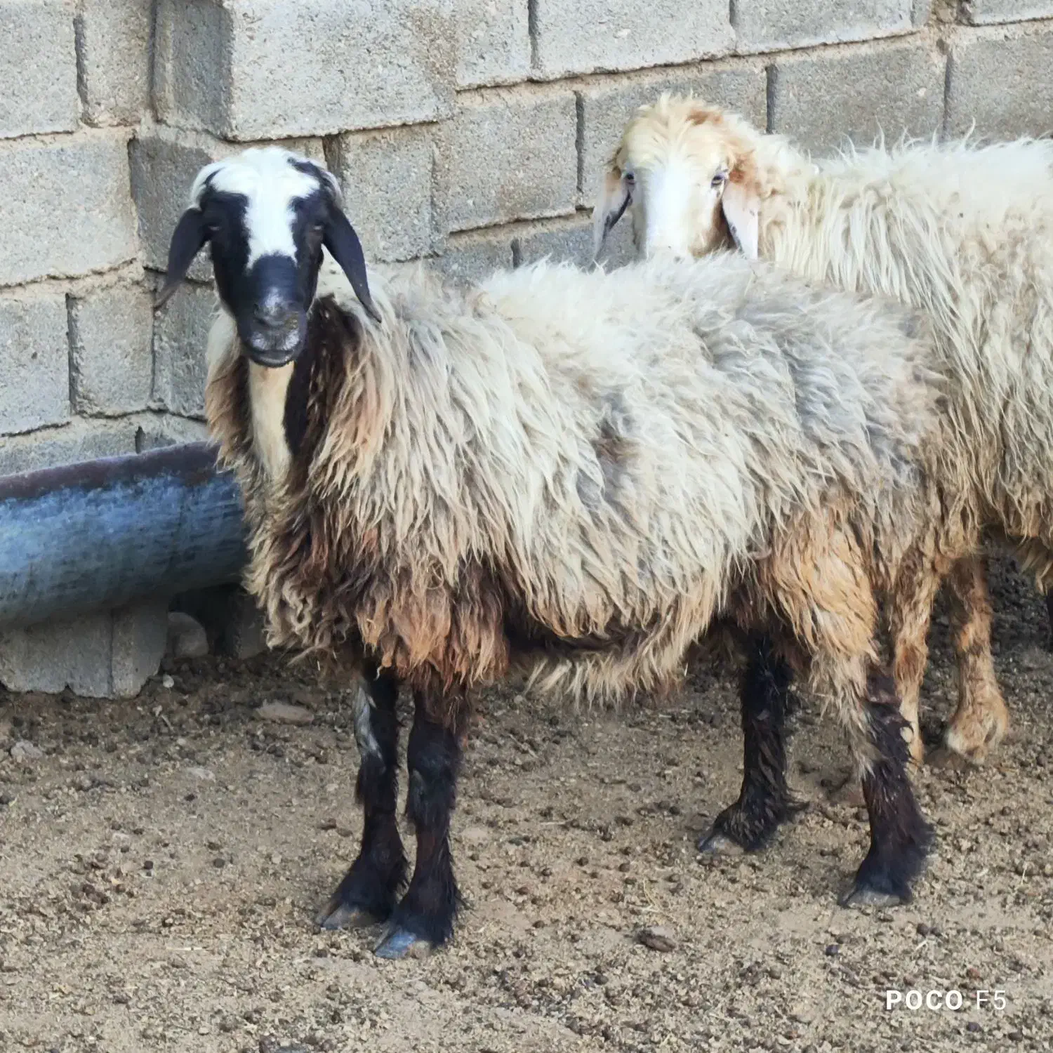 میش داشتی درجه یک عطیقه|حیوانات مزرعه|شیراز, شاپورجان|دیوار