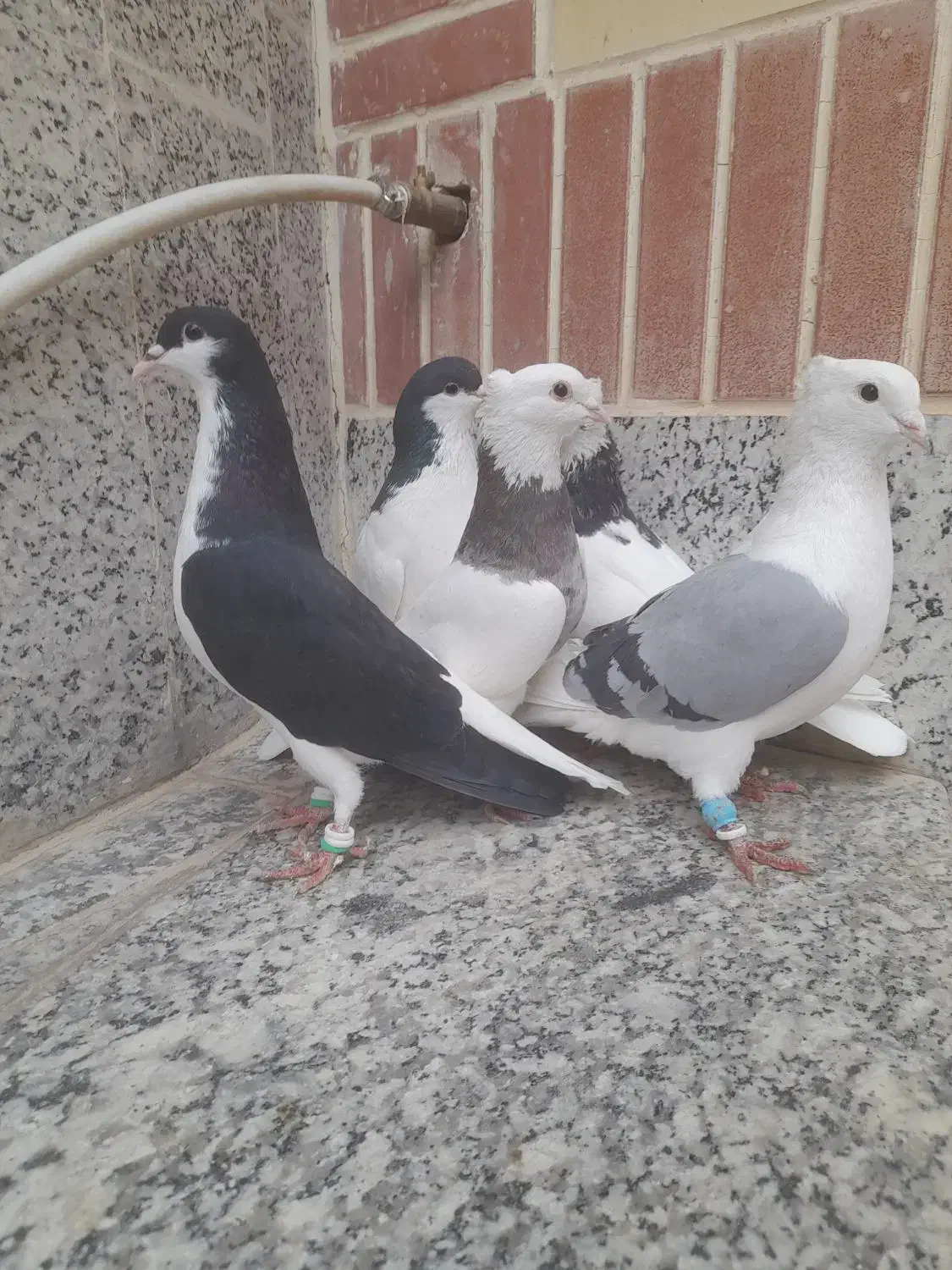 رنگی|پرنده|برخوار, |دیوار