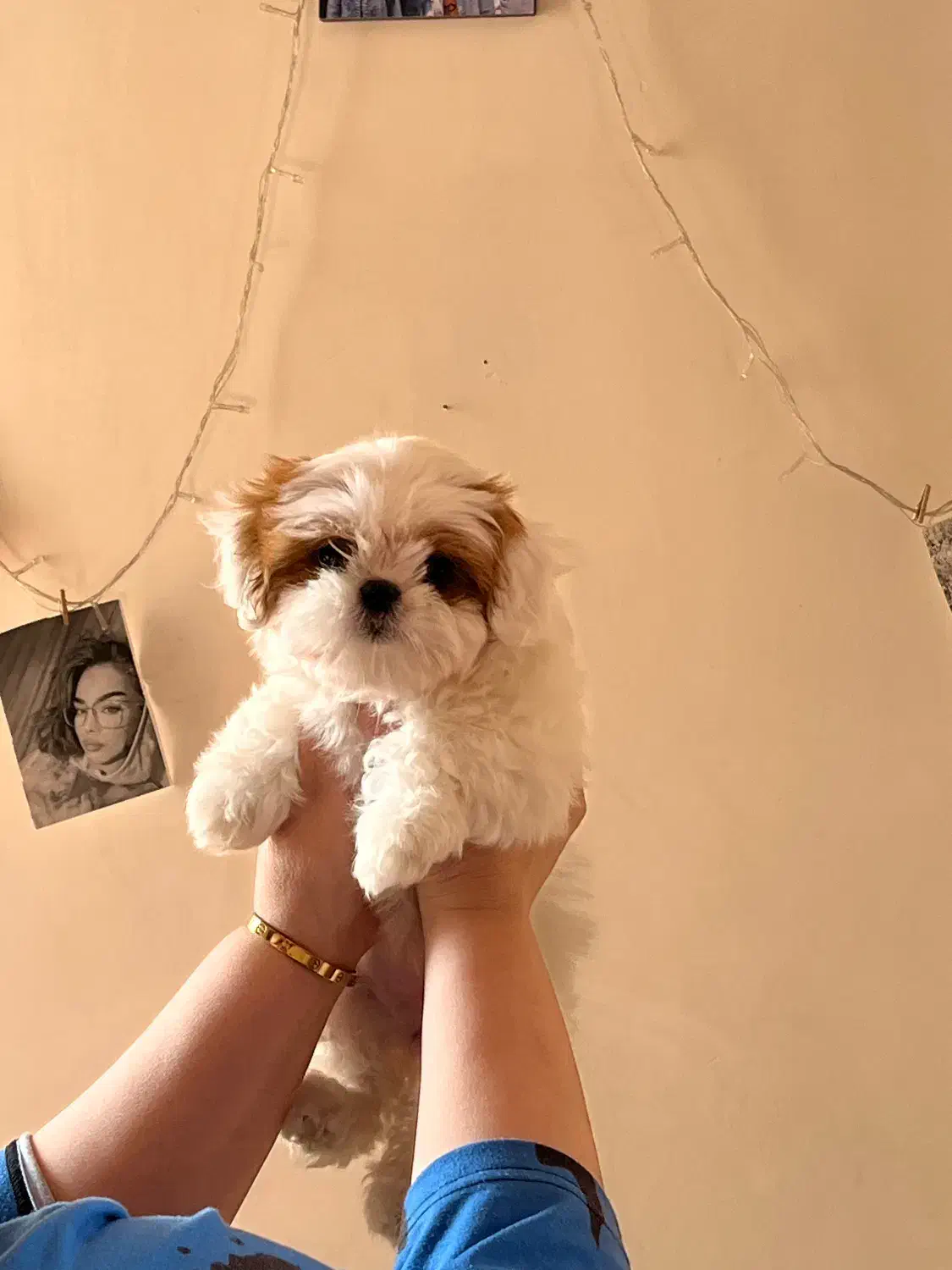 پودل شیتزو دو نژاده شناسنامه دار|سگ|تهران, جوادیه|دیوار