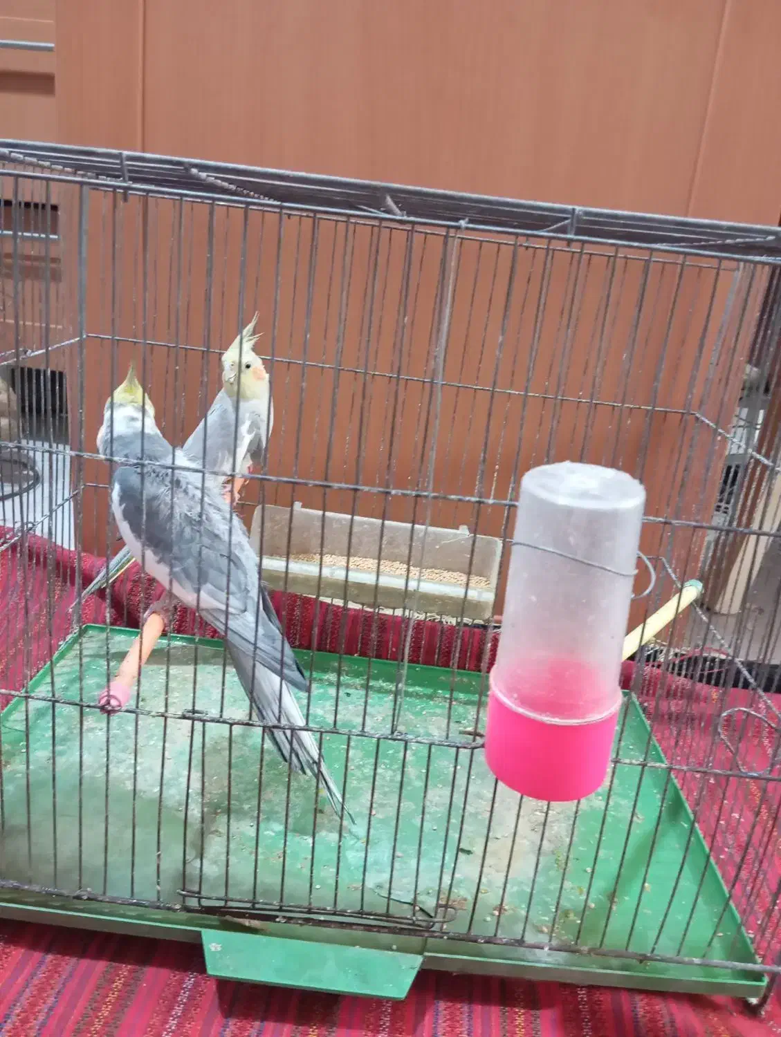 عروس هلندی|پرنده|ری, تقی آباد|دیوار