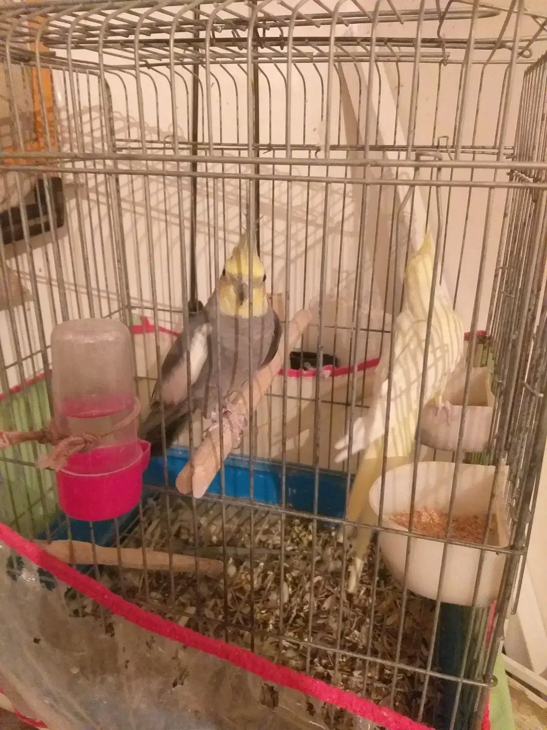 عروس هلندی|پرنده|نیشابور, کوی حسینی|دیوار