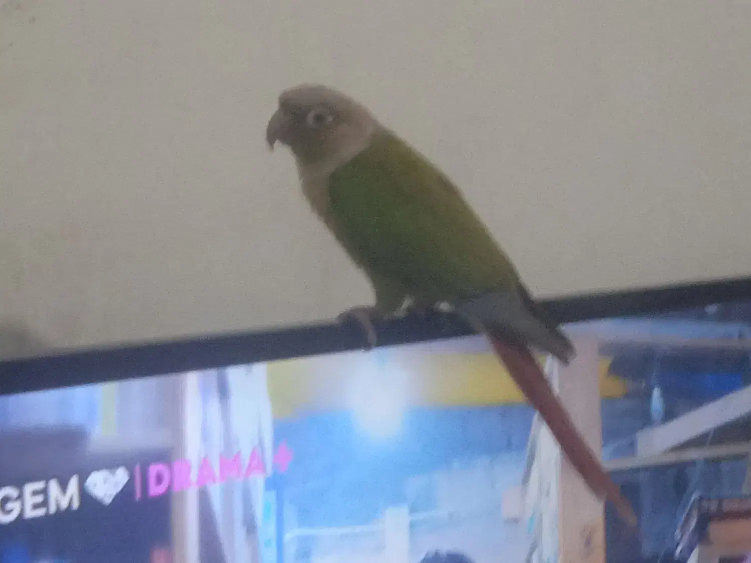 طوطی گیرچینگ. نام جیکو|پرنده|شیراز, شهرک فرزانگان|دیوار