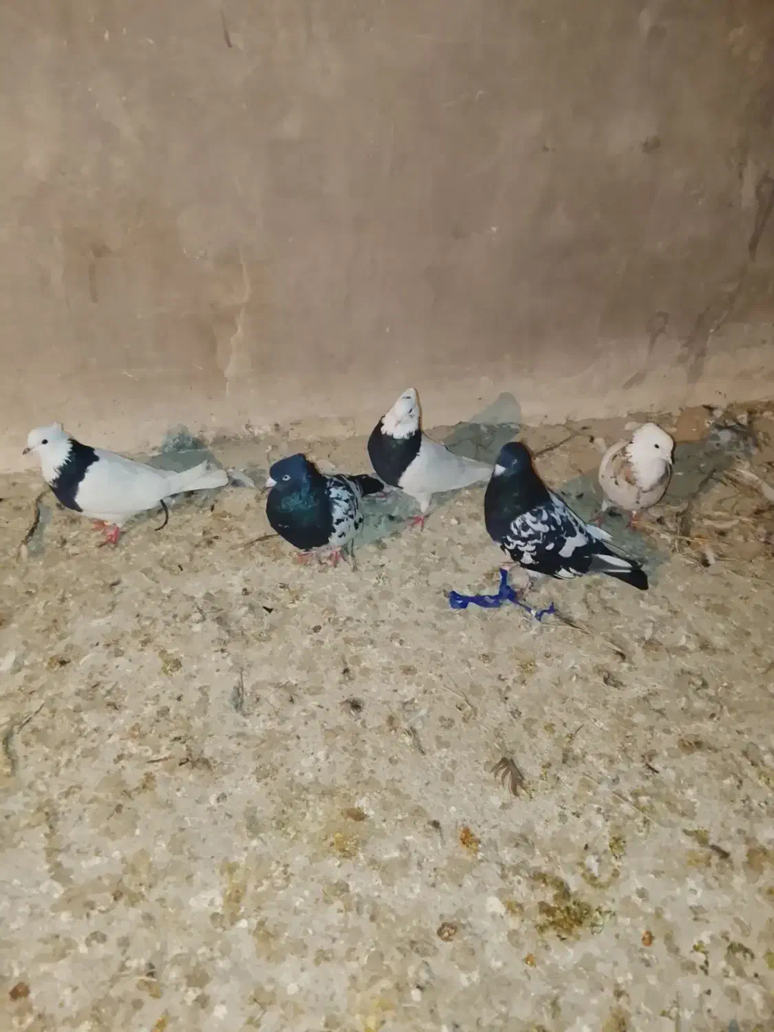 ۵عدد کبوتر|پرنده|شیروان (خراسان), |دیوار