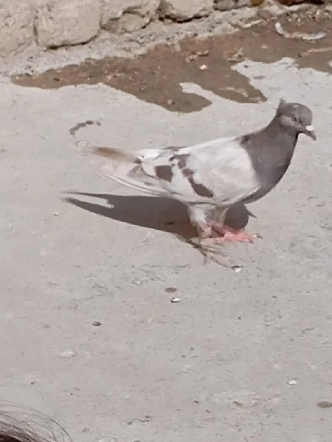 کفتر صیدی 150|پرنده|چناران, |دیوار