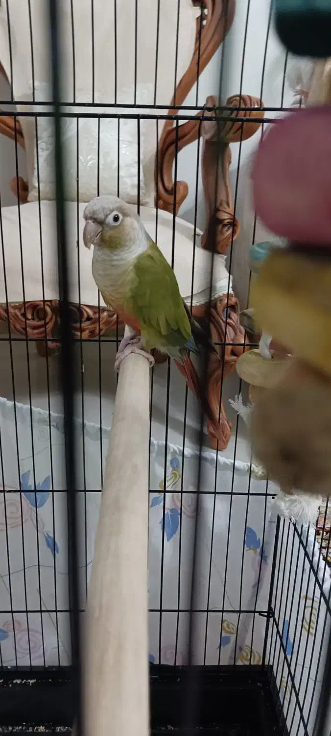 طوطی گیرین چیک ماده|پرنده|تهران, سردارجنگل|دیوار