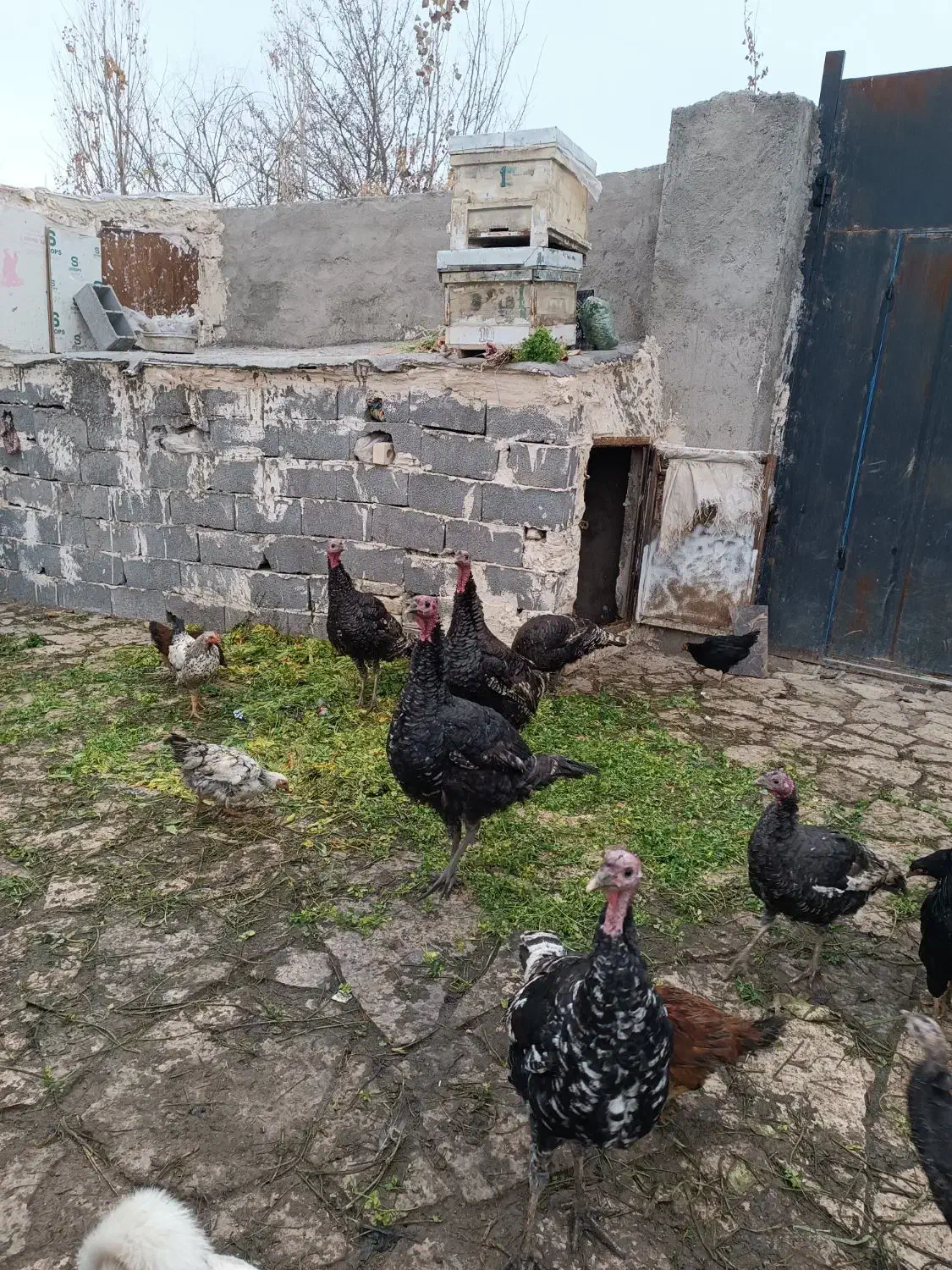 نرو ماده بقلمون|حیوانات مزرعه|مشهد, توس (بلوار توس)|دیوار