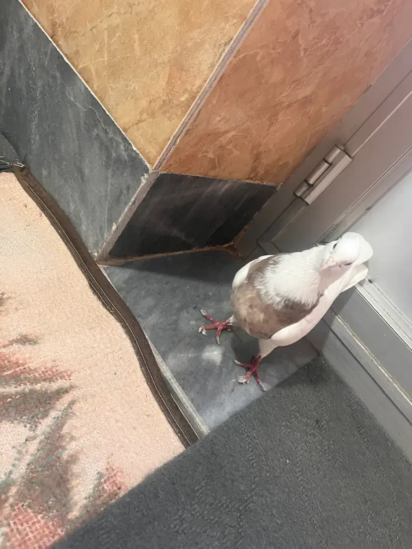 جفت طوقی|پرنده|آذرشهر, |دیوار