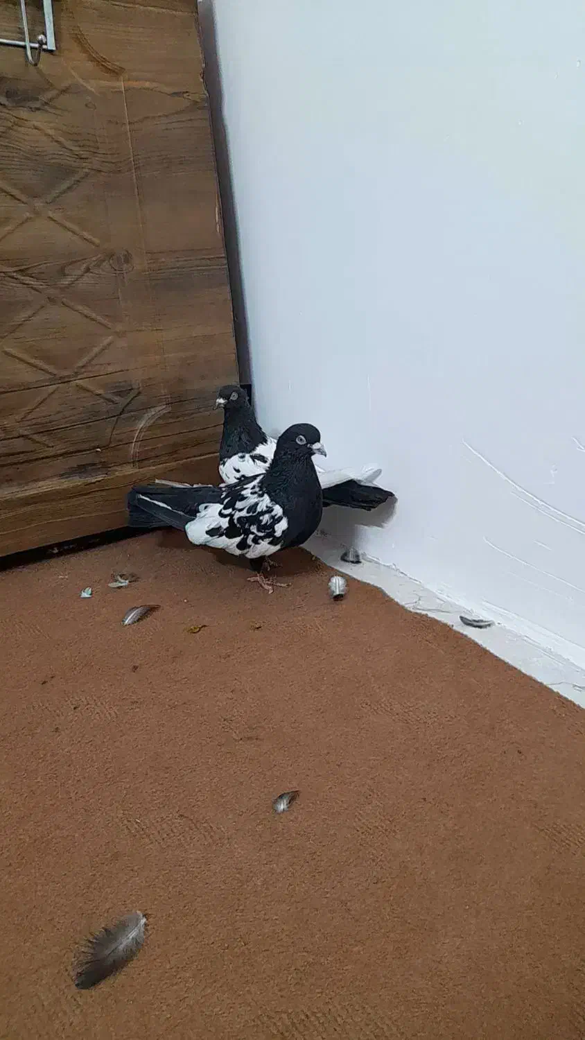 کبوترسینهایمعاوضهباجوجهمینا|پرنده|یزد, |دیوار