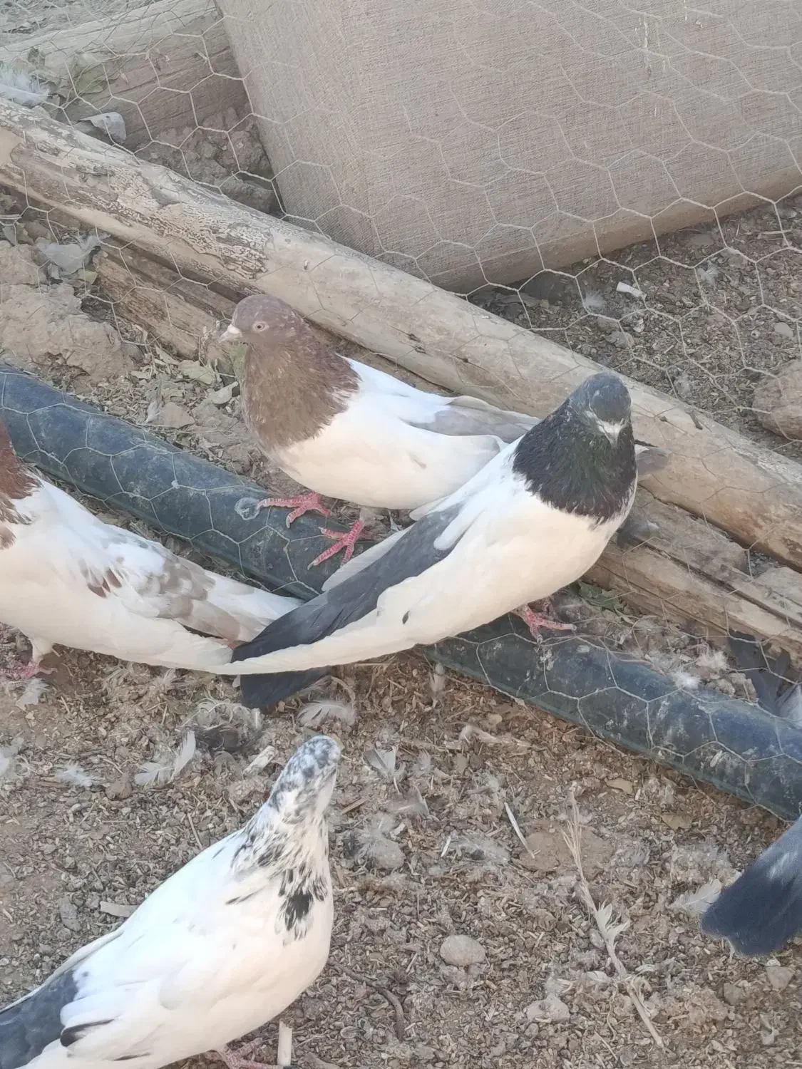 کبوتر کله دمسبز نر و ۱۲عدد جوجه|پرنده|کبودرآهنگ, |دیوار