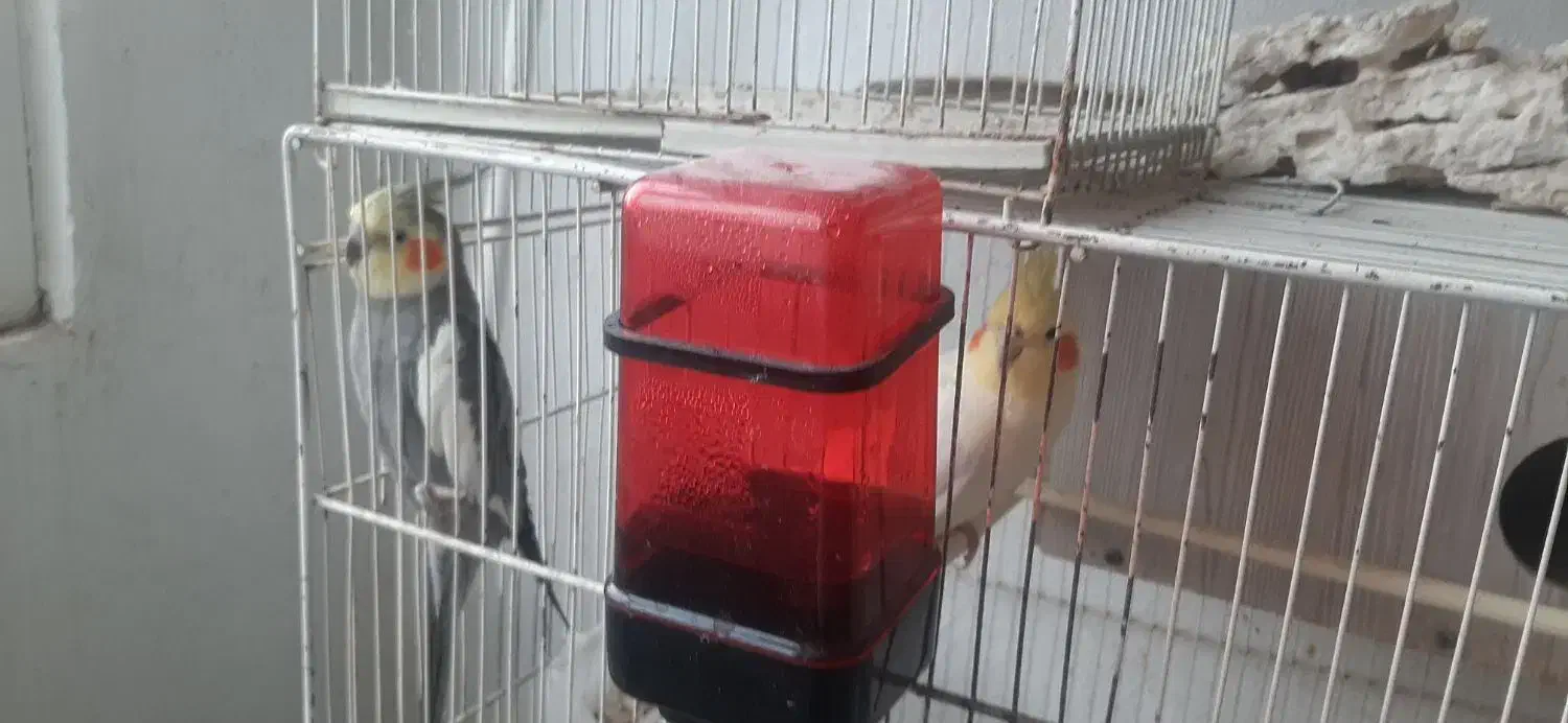 عروس هلندی مولد|پرنده|گلبهار, شهر جدید گلبهار|دیوار