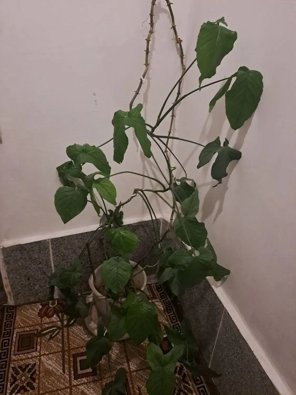 گیاه اپارتمانی|گل و گیاه طبیعی|شهریار, شهرک بهاران (ویره)|دیوار