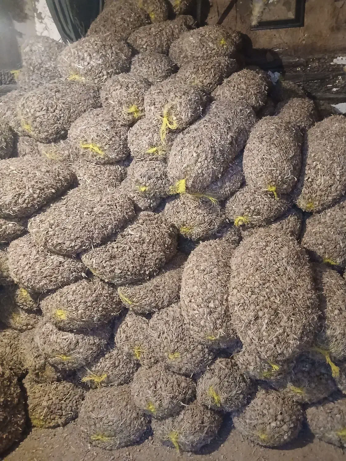 ۲تن پیاز داخل طوری اماده فروش|خوردنی و آشامیدنی|سبزوار, قصبه شرقی|دیوار