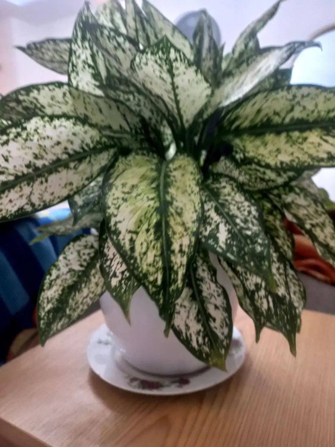 گل طبیعی با گلدان سرامیکی سفید|گل و گیاه طبیعی|تهران, حکیمیه|دیوار