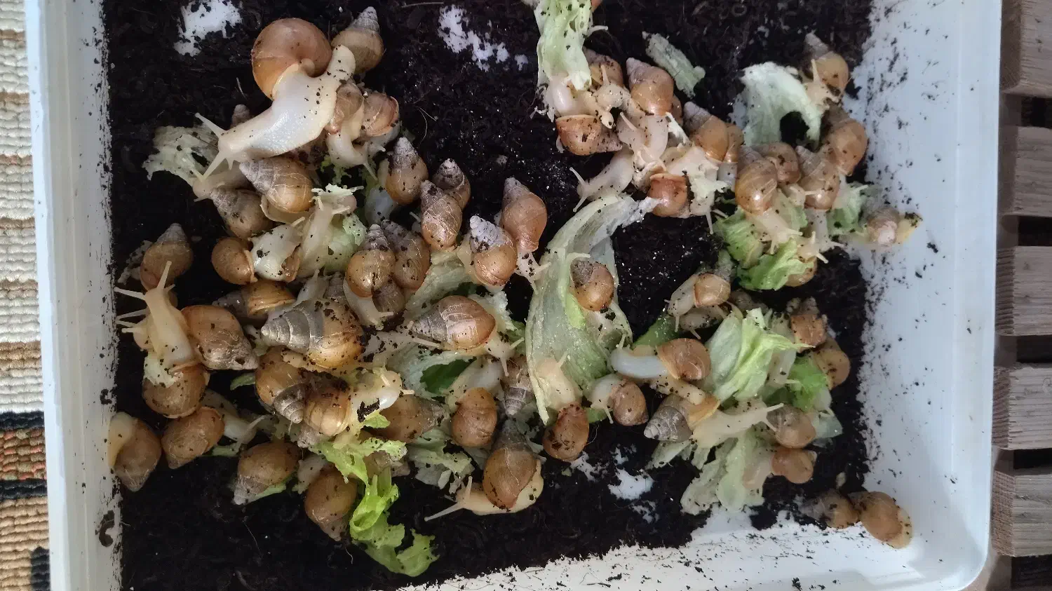 سرگرمی|خزنده|فولادشهر, بوستان خلیج فارس|دیوار