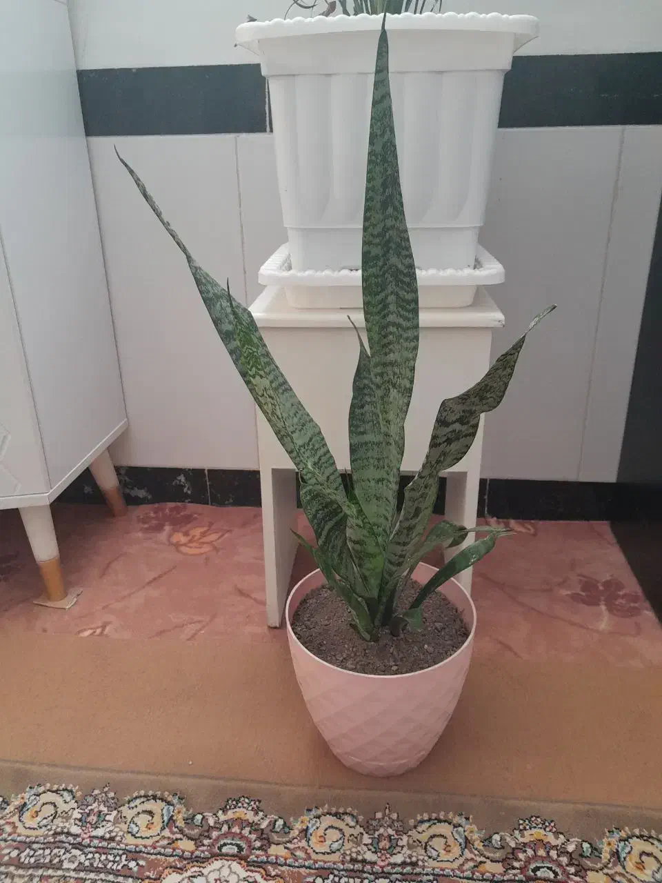 گلدان|صنایع دستی و سایر لوازم تزئینی|میانه, |دیوار