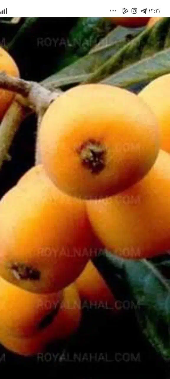 فروش درخت پالم واشنگتن و درخت ازگیل ژاپنی|گل و گیاه طبیعی|رویان, |دیوار