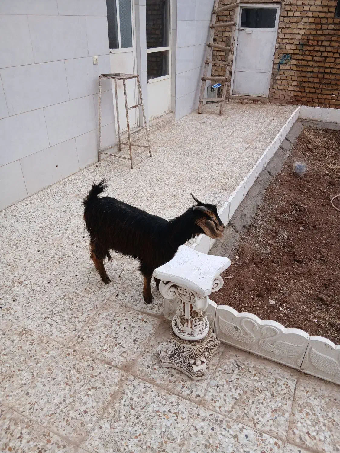 بزغاله|حیوانات مزرعه|قزوین, |دیوار