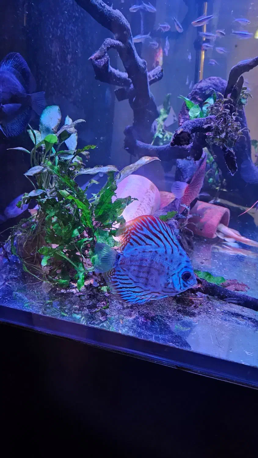 ماهی دیسکس و بلک نئون|ماهی|رشت, گلسار|دیوار