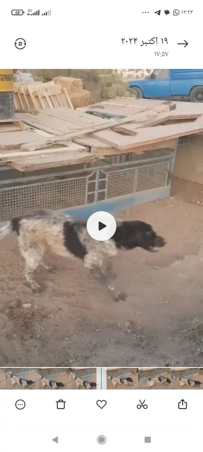 سگ گم شده|حیوانات|جوکار, |دیوار