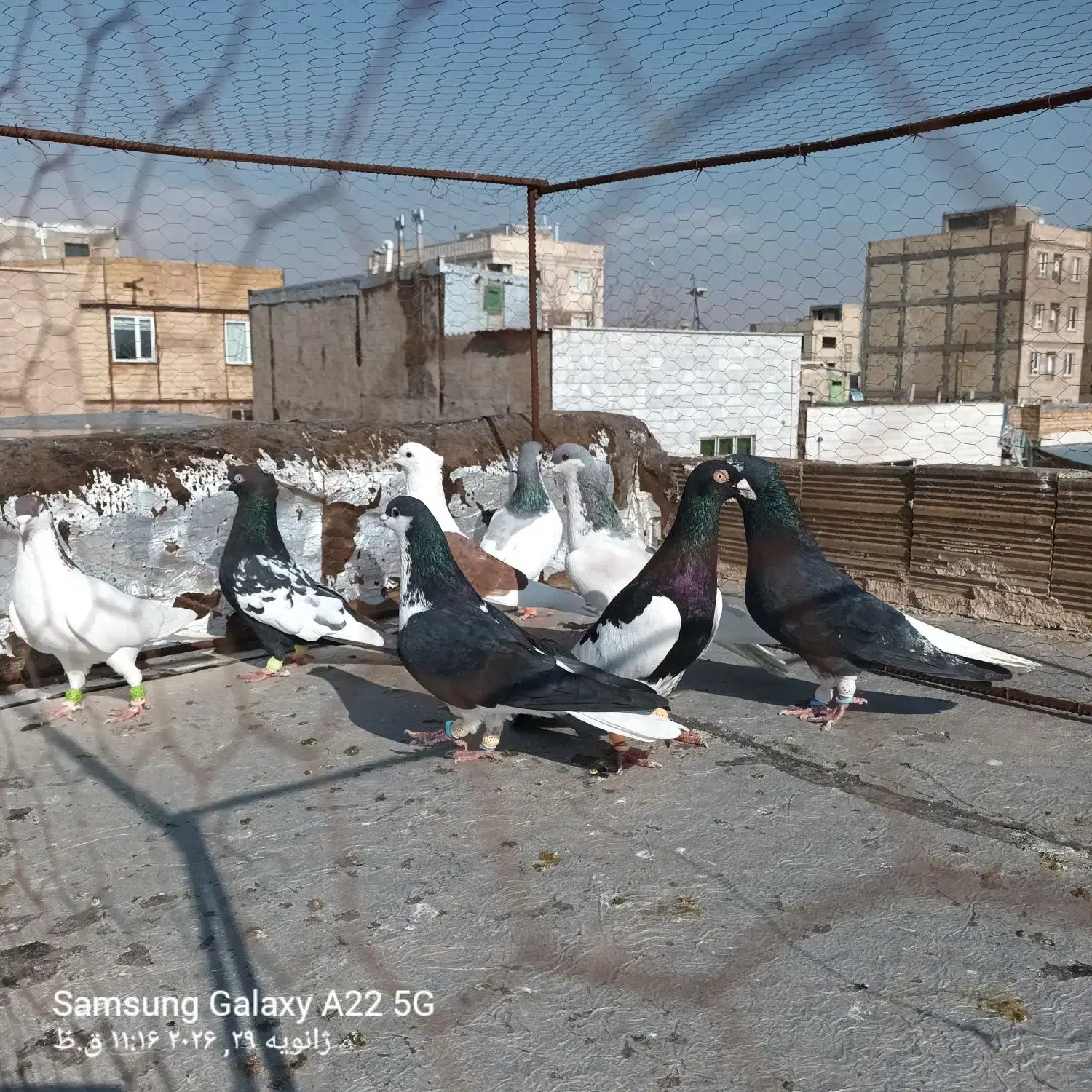 کبوتر رنگی به شرط همه چی|پرنده|اقبالیه, |دیوار