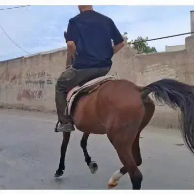 اسب نریون کرد|اسب و تجهیزات اسب‌سواری|نمین, |دیوار