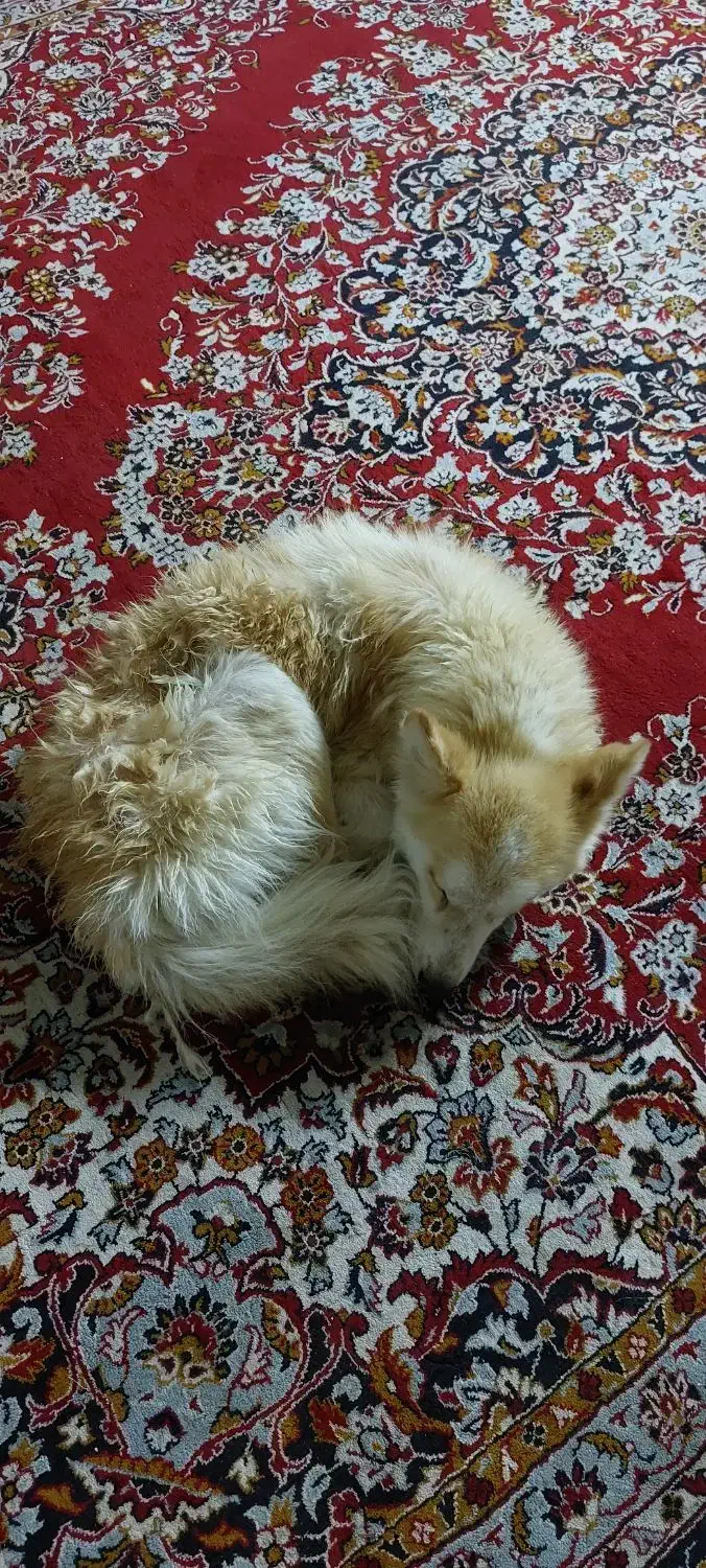 سگ پیدا شده|حیوانات|آمل, |دیوار