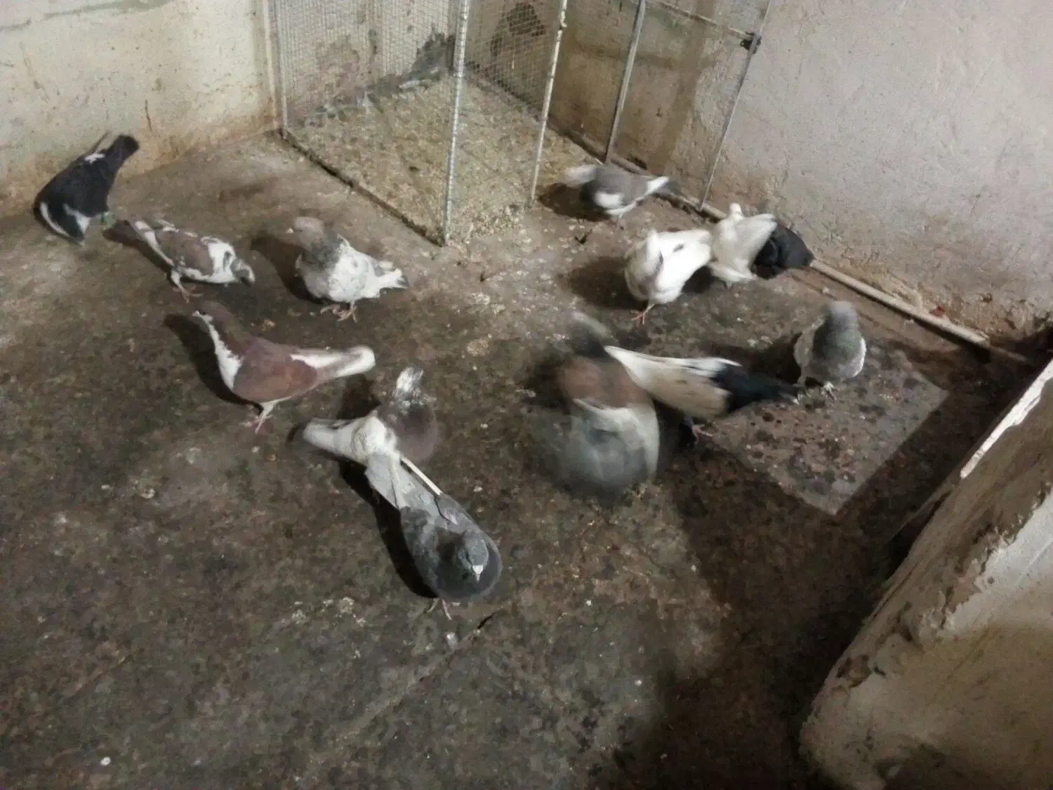 13تا کفتر|پرنده|مشهد, آبکوه|دیوار