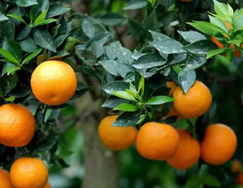 نارنج|خوردنی و آشامیدنی|یزد, |دیوار