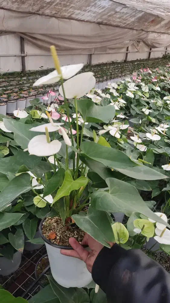 گیاه آنتریوم|گل و گیاه طبیعی|تهران, آجودانیه|دیوار