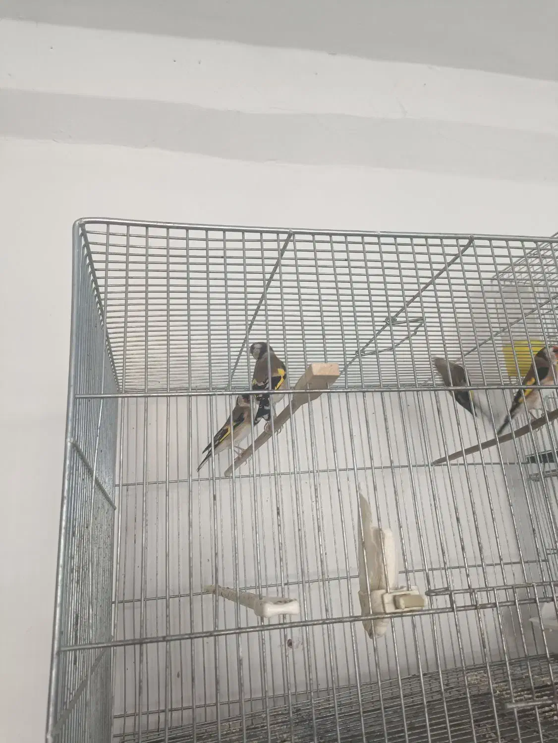 سهره ماده|پرنده|اسلامشهر, شهرک امام حسین (میان آباد)|دیوار