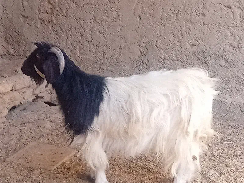 بز  ....بزغاله|حیوانات مزرعه|زابل, |دیوار