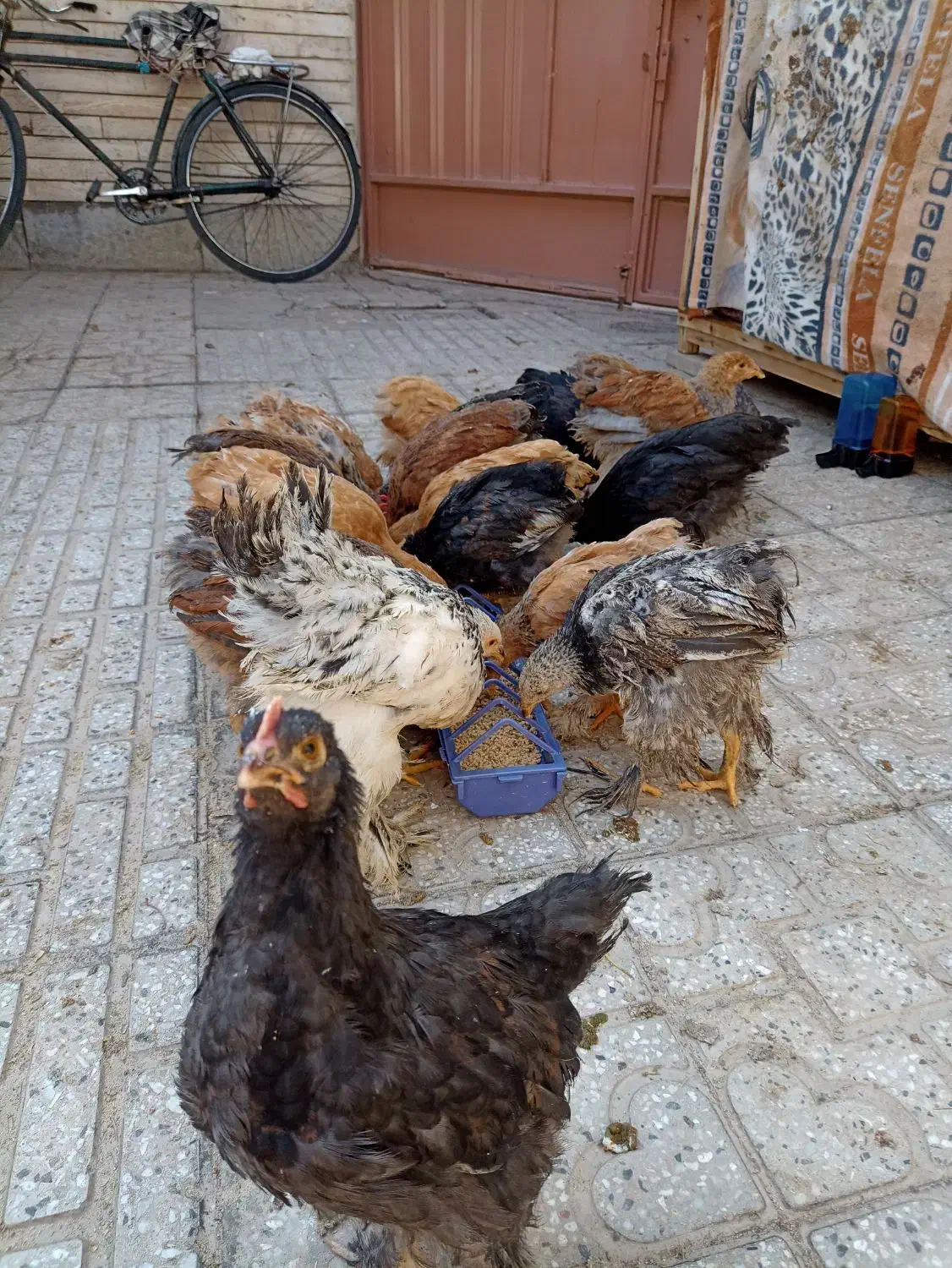 نیمچه برهما 5 ماهه لایت،مشکی،طلایی،پاتریچ،خاکستری|حیوانات مزرعه|اصفهان, پوریای ولی|دیوار