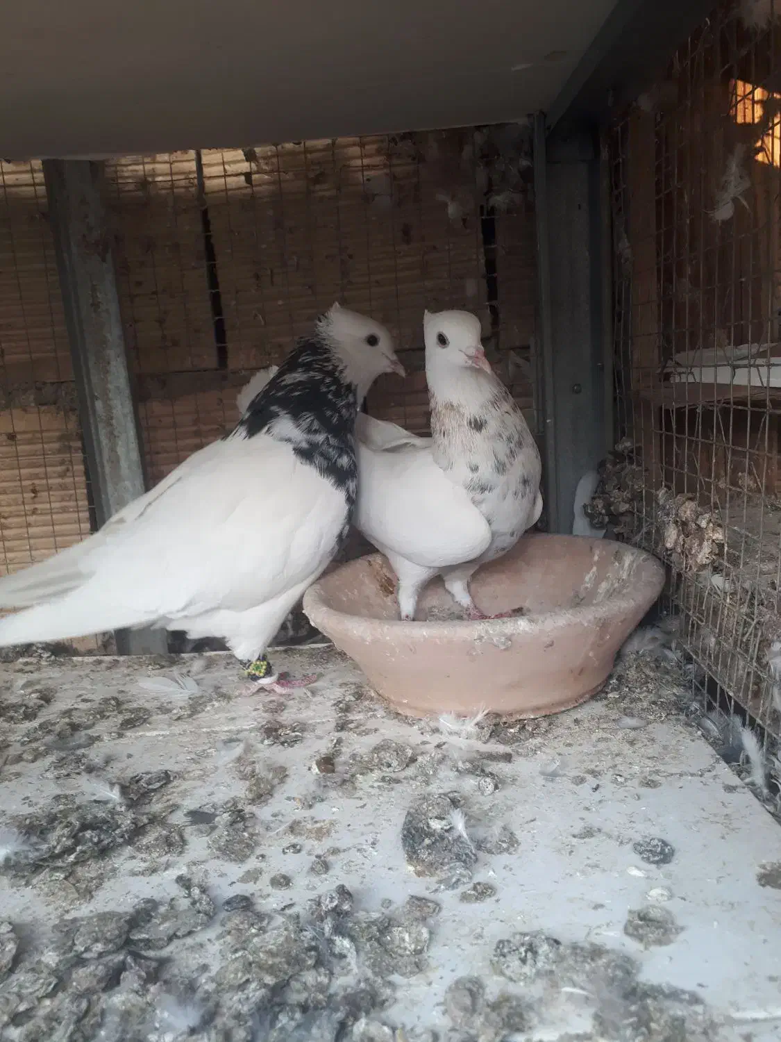 نر ماده طوقی|پرنده|بهبهان, |دیوار