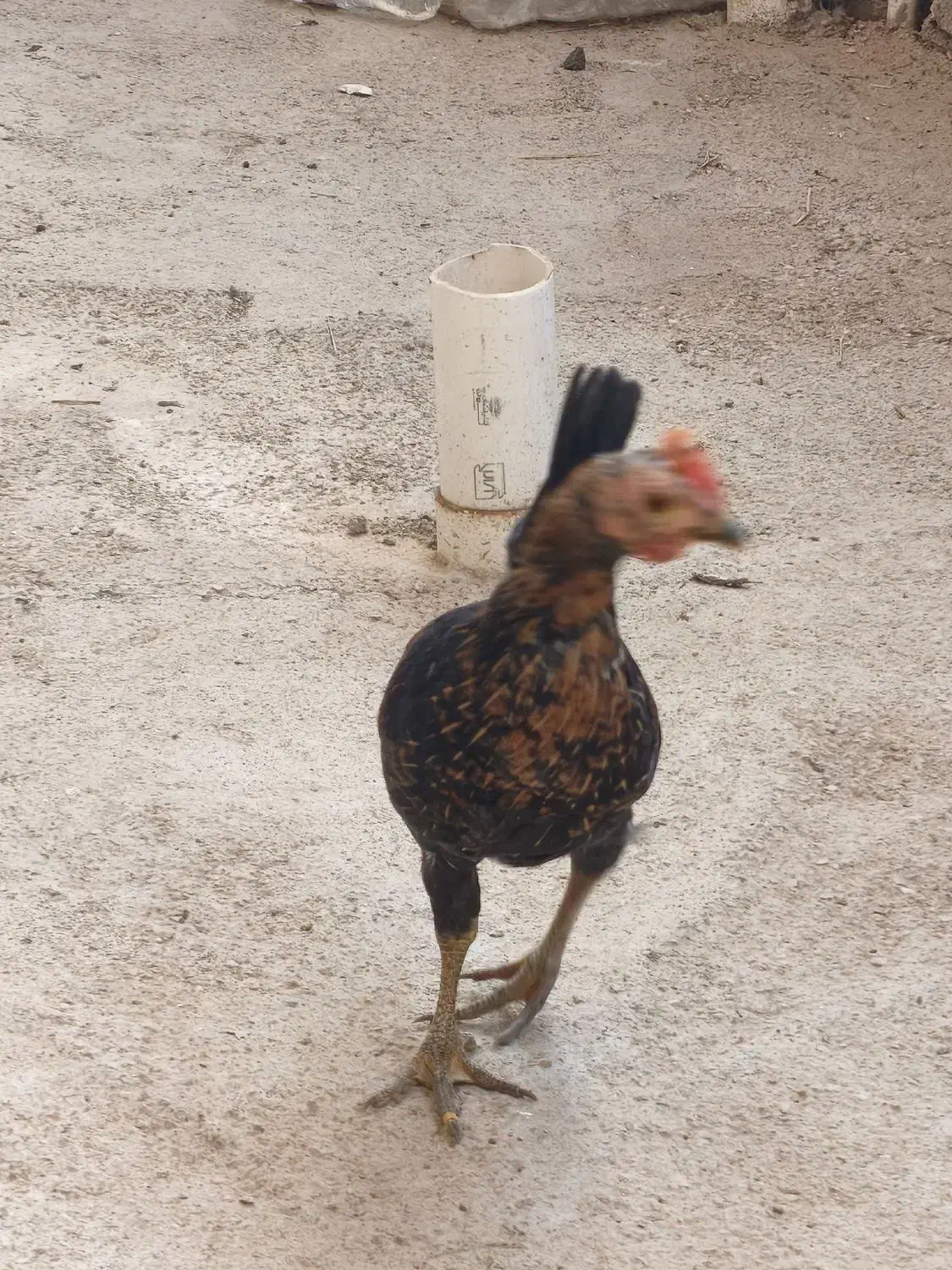 نیمچه خروس|حیوانات مزرعه|حمیدیه, |دیوار